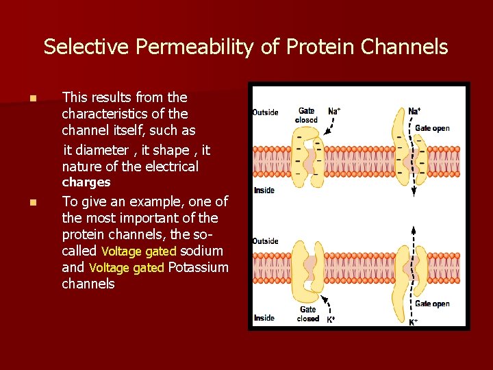 Selective Permeability of Protein Channels n This results from the characteristics of the channel