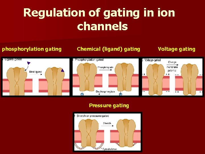 Regulation of gating in ion channels phosphorylation gating Chemical (ligand) gating Pressure gating Voltage