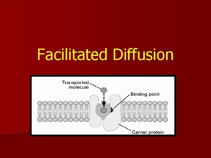 Facilitated Diffusion 
