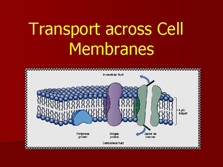Transport across Cell Membranes 