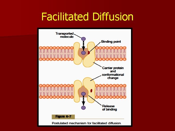 Facilitated Diffusion 