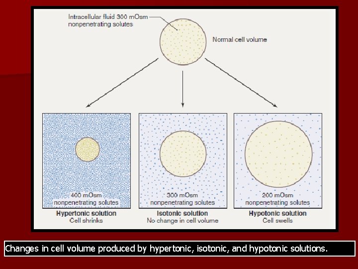 Changes in cell volume produced by hypertonic, isotonic, and hypotonic solutions. 