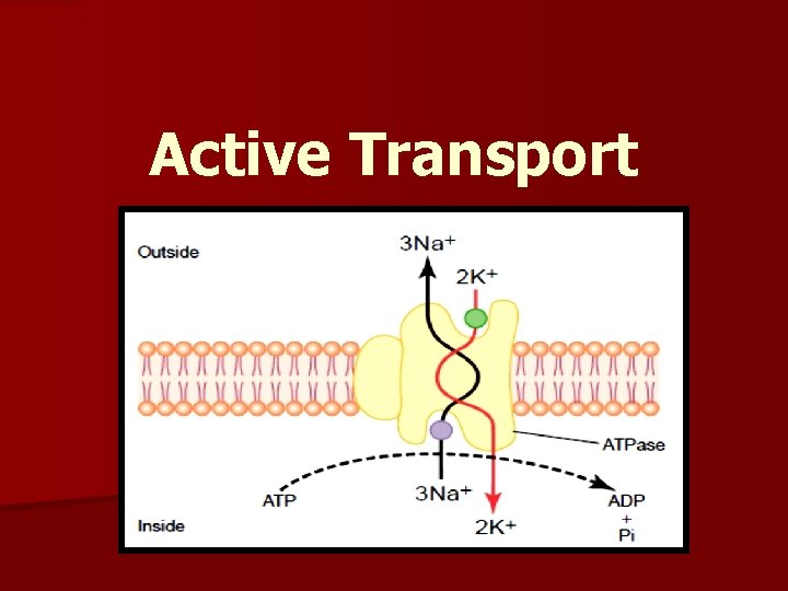 Active Transport 