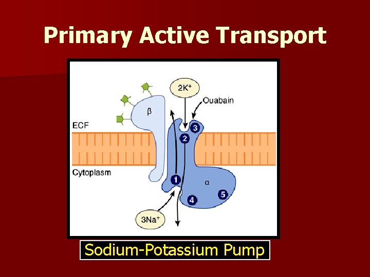 Is Sodium Potassium Pump Primary Active Transport Transport across Cell Membranes Exchange of many substance