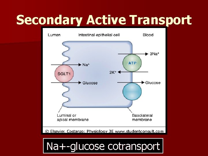 Secondary Active Transport Na+-glucose cotransport 
