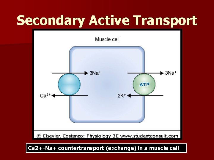 Secondary Active Transport Ca 2+-Na+ countertransport (exchange) in a muscle cell 