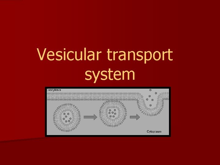 Vesicular transport system 