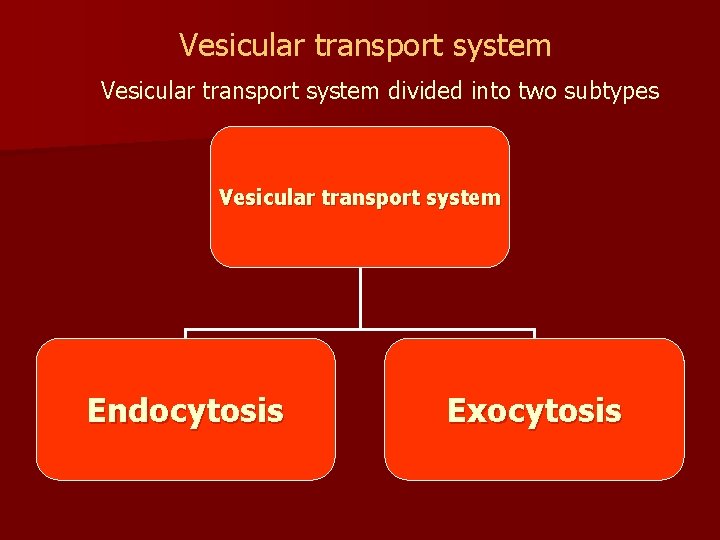 Vesicular transport system divided into two subtypes Vesicular transport system Endocytosis Exocytosis 