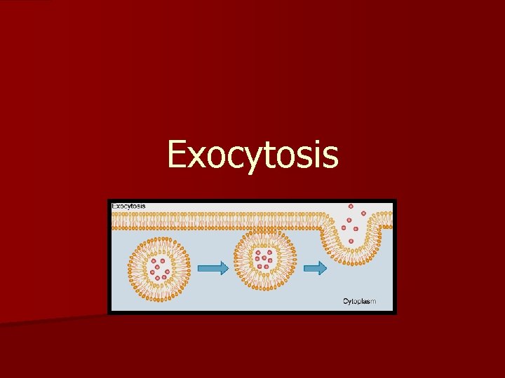Exocytosis 