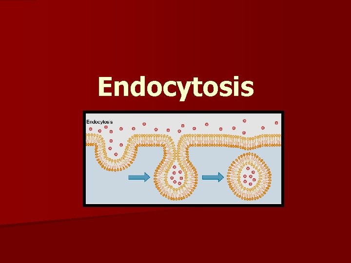 Endocytosis 