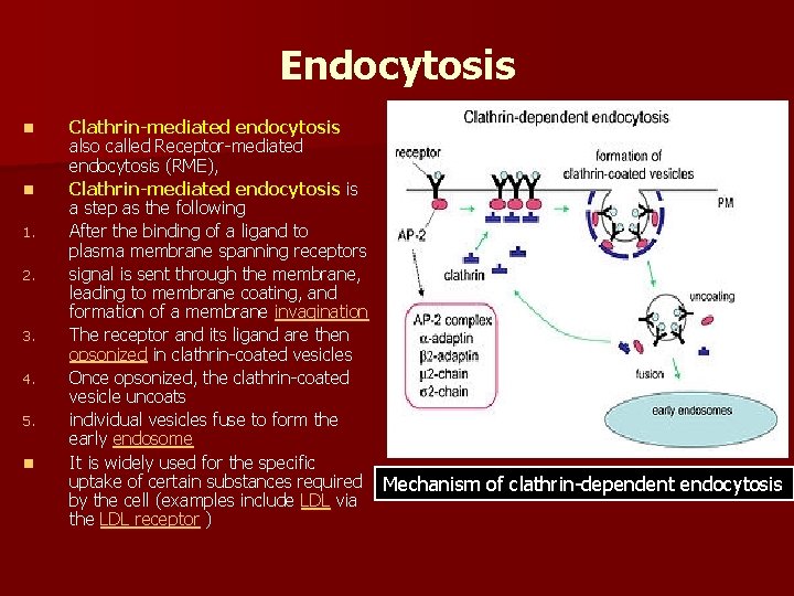 Endocytosis n n 1. 2. 3. 4. 5. n Clathrin-mediated endocytosis also called Receptor-mediated