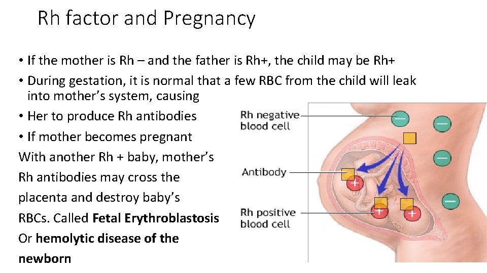 Rh factor and Pregnancy • If the mother is Rh – and the father