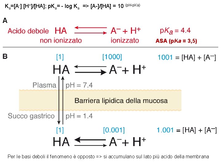 Ka=[A-] [H+]/[HA]; p. Ka= - log Ka => [A-]/[HA] = 10 (p. H-p. Ka)