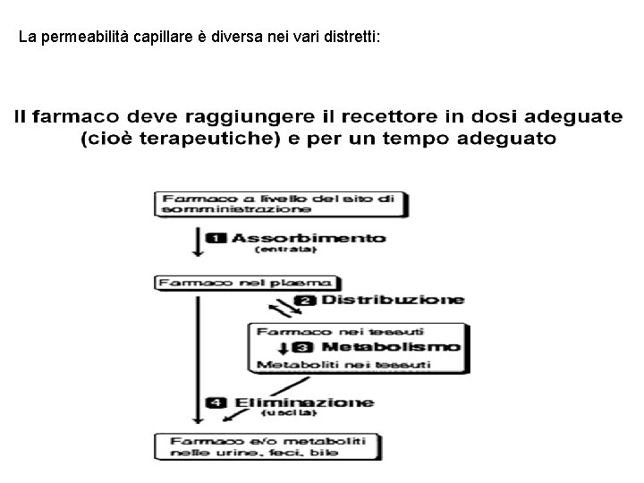 La permeabilità capillare è diversa nei vari distretti: 