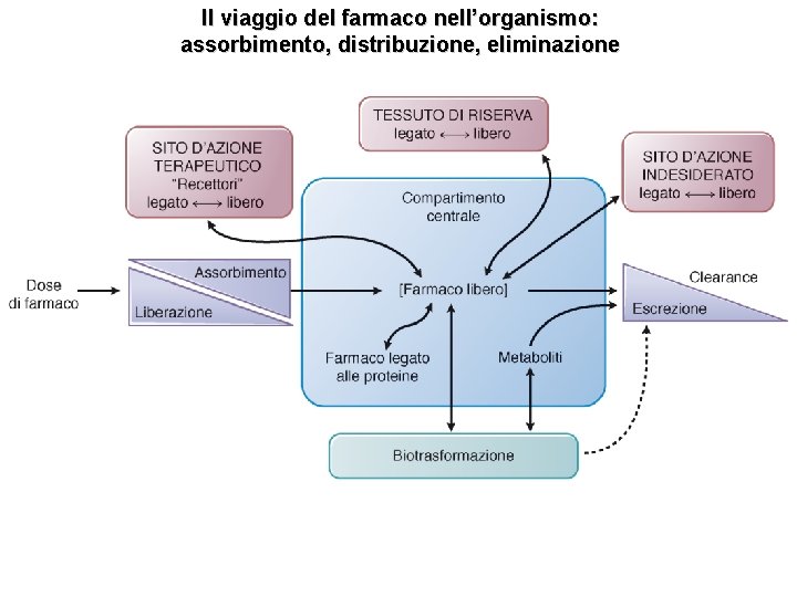 Il viaggio del farmaco nell’organismo: assorbimento, distribuzione, eliminazione 