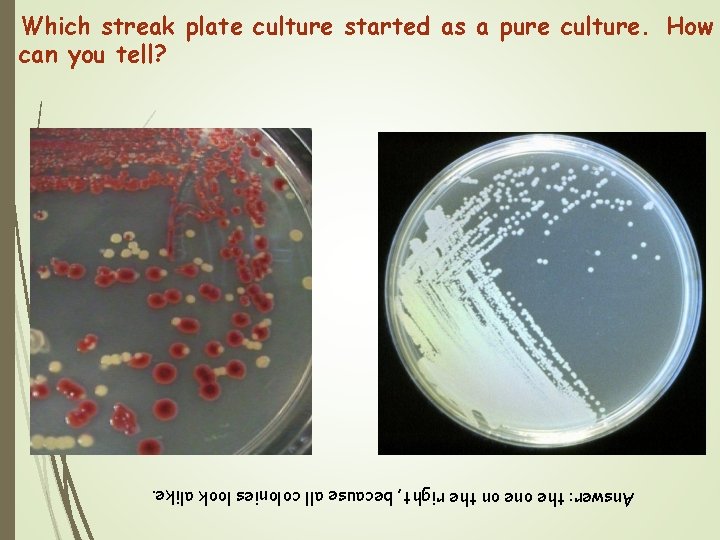 Which streak plate culture started as a pure culture. How can you tell? Answer: