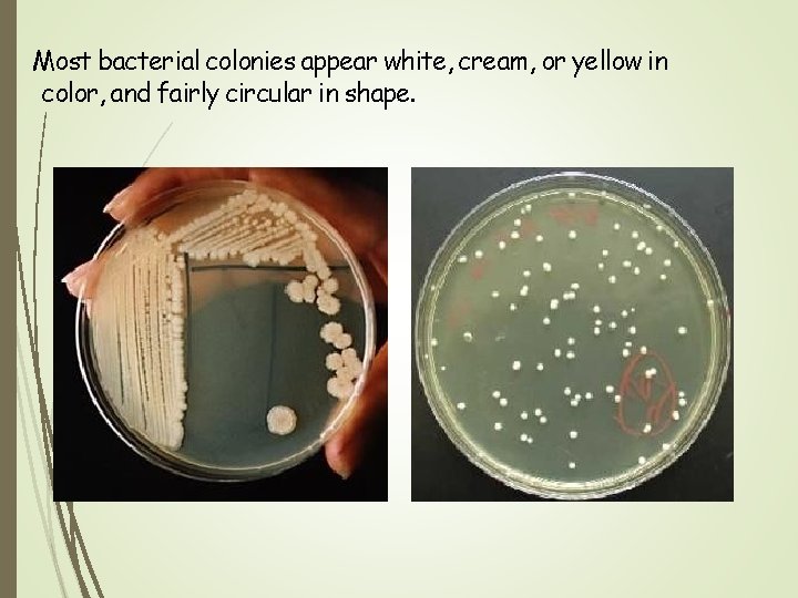 Most bacterial colonies appear white, cream, or yellow in color, and fairly circular in