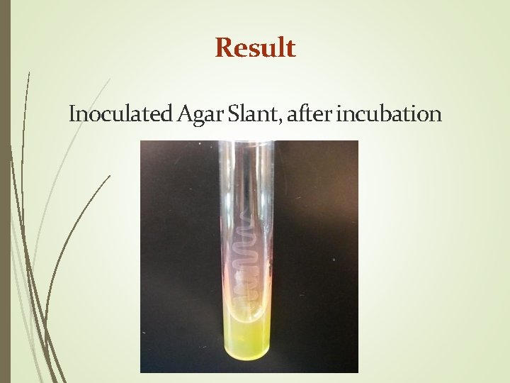 Result Inoculated Agar Slant, after incubation 
