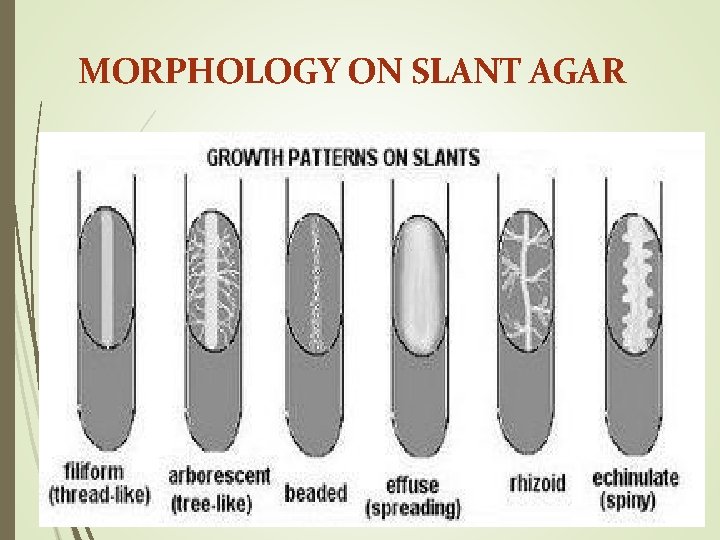 MORPHOLOGY ON SLANT AGAR 