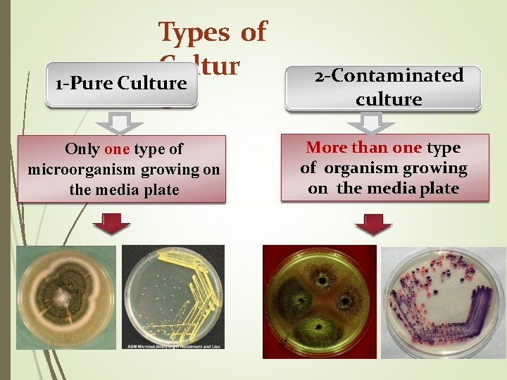 Types of Cultur 1 -Pure Culture e Only one type of microorganism growing on