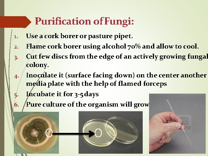 Purification of Fungi: Use a cork borer or pasture pipet. 2. Flame cork borer