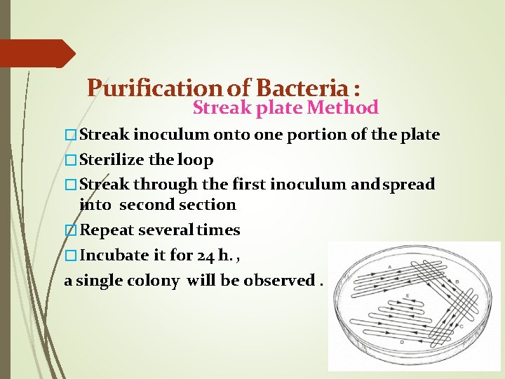 Purification of Bacteria : Streak plate Method �Streak inoculum onto one portion of the