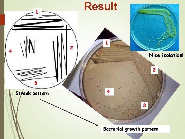 Result 1 2 4 1 Nice isolation! 2 3 Streak pattern 4 3 Bacterial
