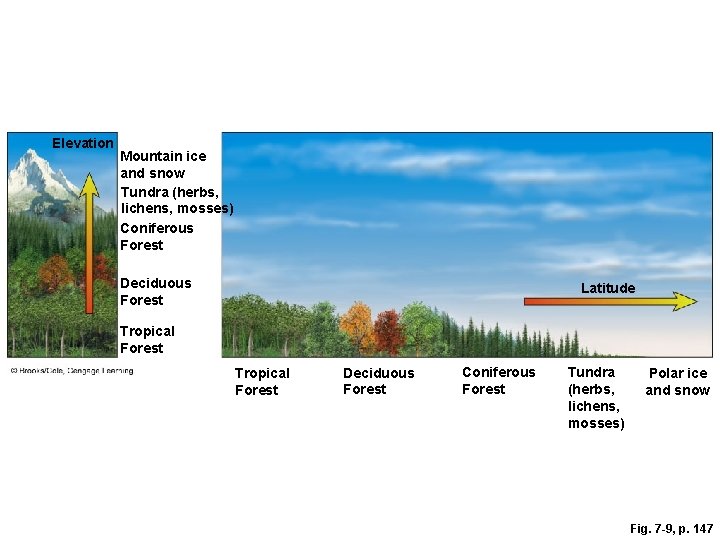 Elevation Mountain ice and snow Tundra (herbs, lichens, mosses) Coniferous Forest Deciduous Forest Latitude