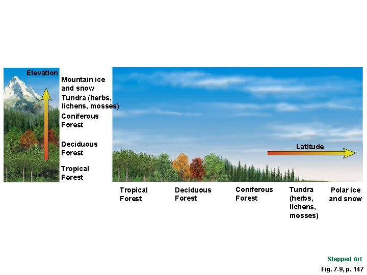 Elevation Mountain ice and snow Tundra (herbs, lichens, mosses) Coniferous Forest Deciduous Forest Latitude