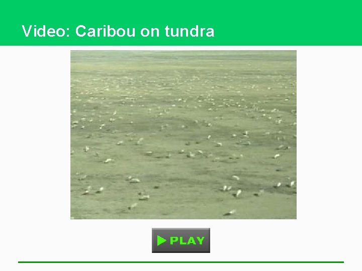 Video: Caribou on tundra 