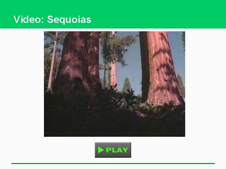 Video: Sequoias 