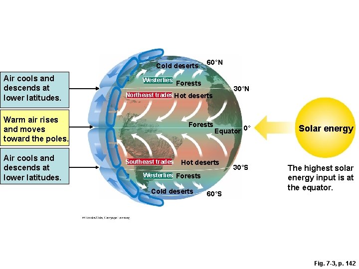 Cold deserts Air cools and descends at lower latitudes. Westerlies Forests 30°N Northeast trades