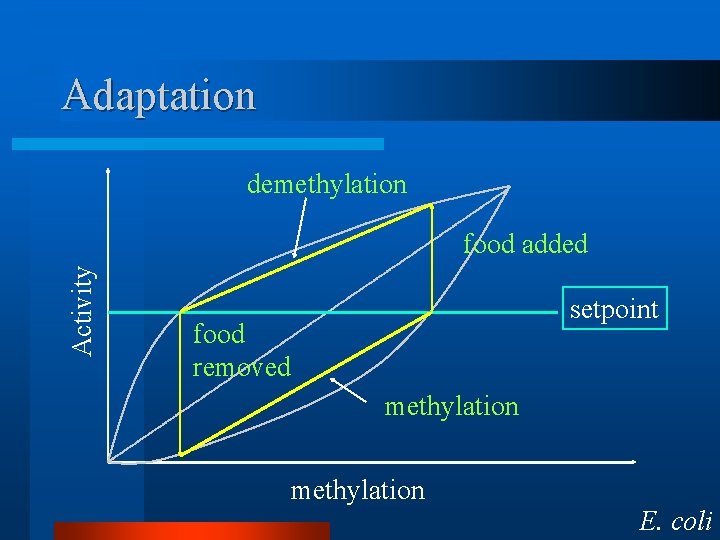 Adaptation demethylation Activity food added setpoint food removed methylation E. coli 