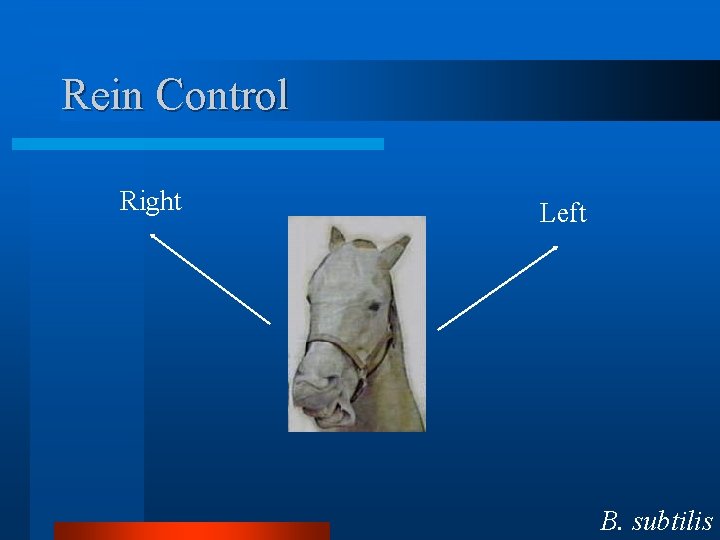 Rein Control Right Left B. subtilis 