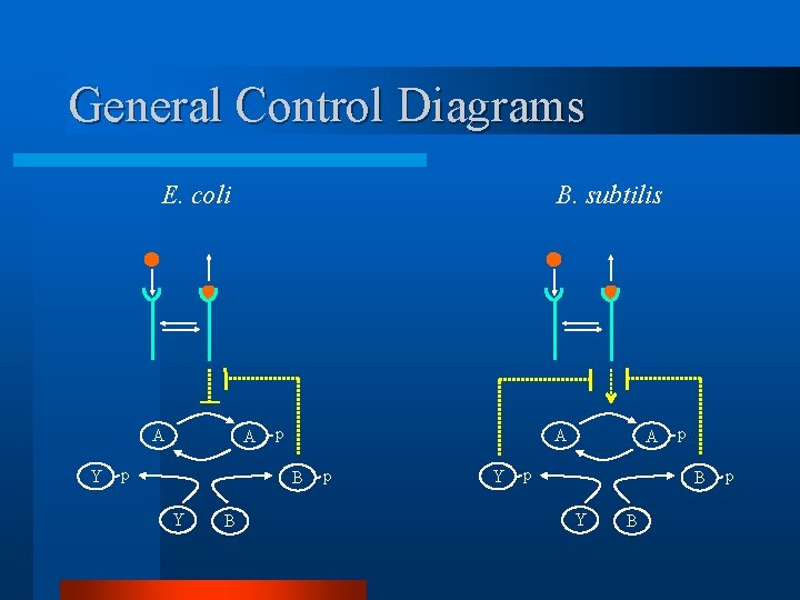 General Control Diagrams E. coli A Y B. subtilis A p p A B