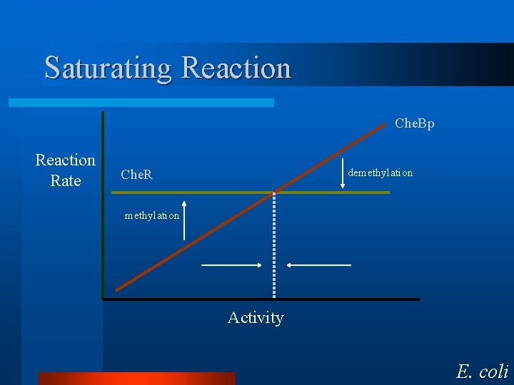 Saturating Reaction Che. Bp Reaction Rate demethylation Che. R methylation Activity E. coli 