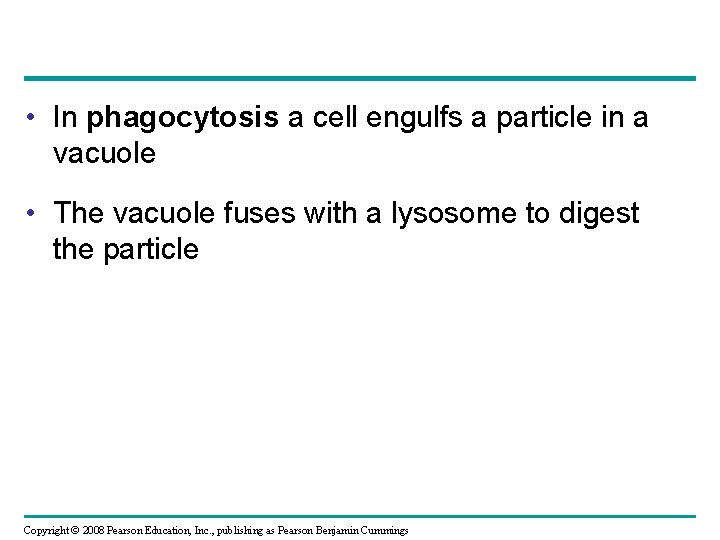  • In phagocytosis a cell engulfs a particle in a vacuole • The