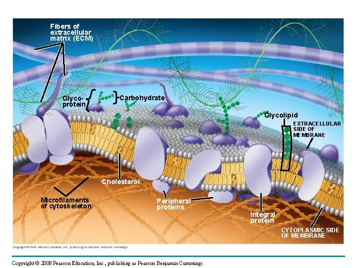 Fig. 7 -7 Fibers of extracellular matrix (ECM) • Peripheral proteins are bound to