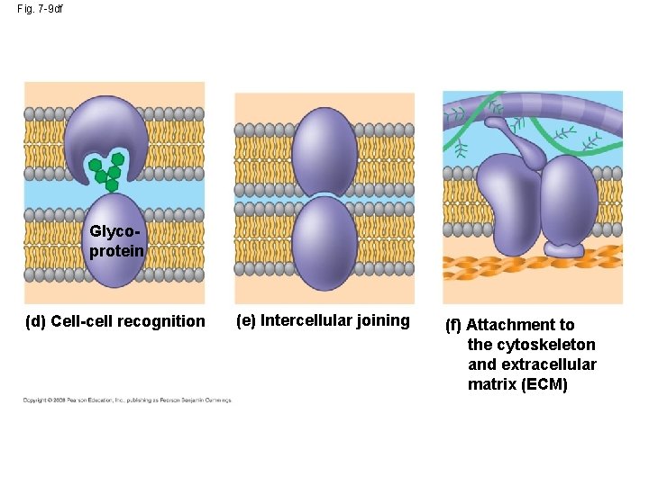 Fig. 7 -9 df Glycoprotein (d) Cell-cell recognition (e) Intercellular joining (f) Attachment to