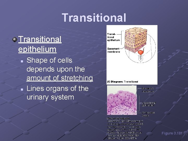 Transitional epithelium n n Shape of cells depends upon the amount of stretching Lines