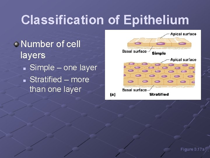 Classification of Epithelium Number of cell layers n n Simple – one layer Stratified