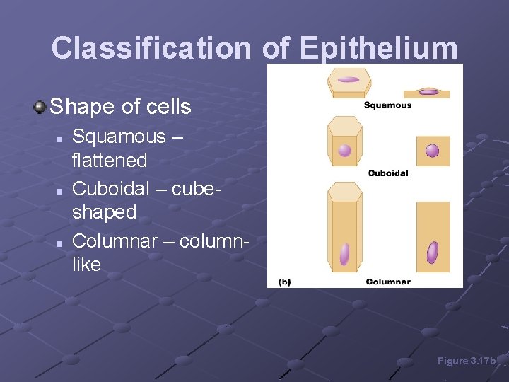 Classification of Epithelium Shape of cells n n n Squamous – flattened Cuboidal –