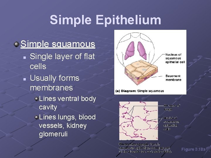 Simple Epithelium Simple squamous n n Single layer of flat cells Usually forms membranes