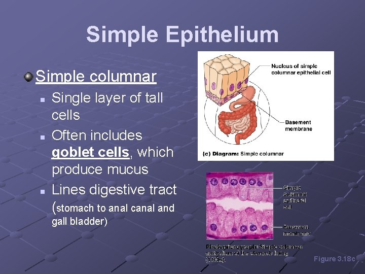 Simple Epithelium Simple columnar n n n Single layer of tall cells Often includes