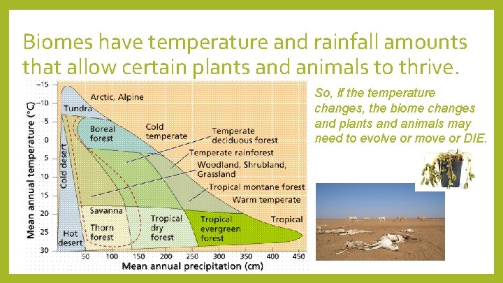 Biomes have temperature and rainfall amounts that allow certain plants and animals to thrive.