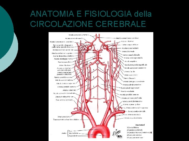ANATOMIA E FISIOLOGIA della CIRCOLAZIONE CEREBRALE 