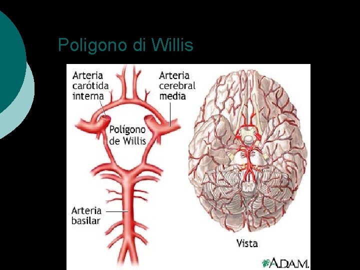 Poligono di Willis 