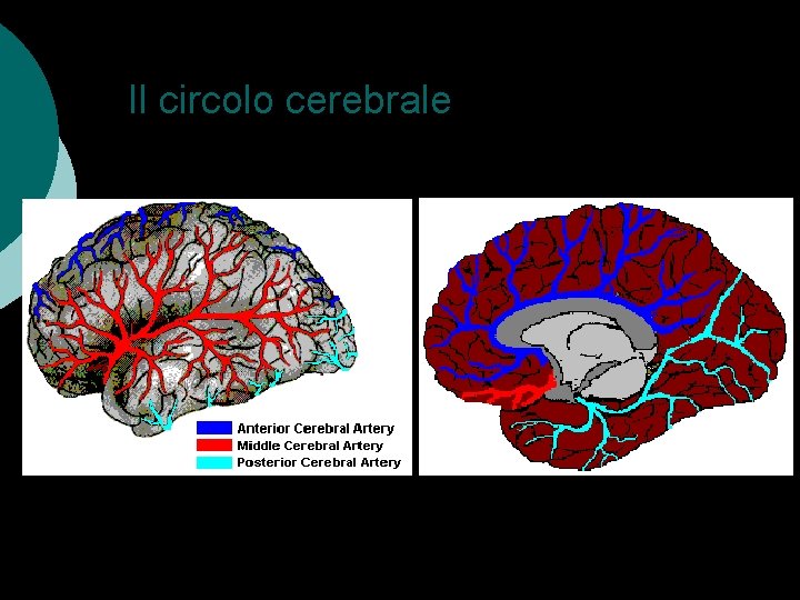 Il circolo cerebrale 