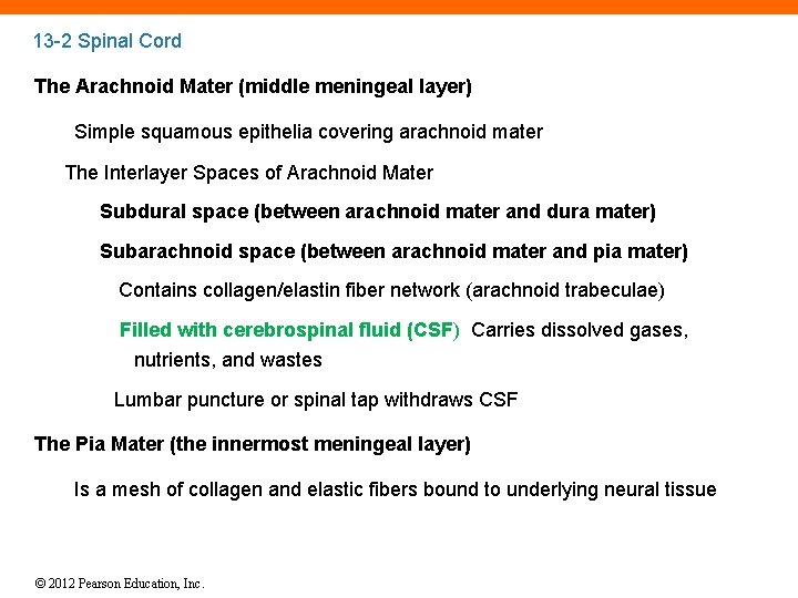 13 -2 Spinal Cord The Arachnoid Mater (middle meningeal layer) Simple squamous epithelia covering