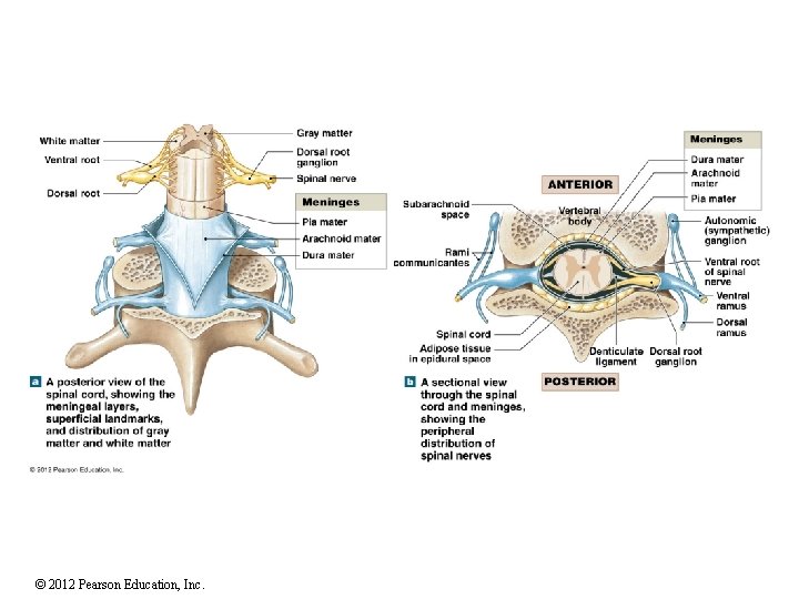 © 2012 Pearson Education, Inc. 